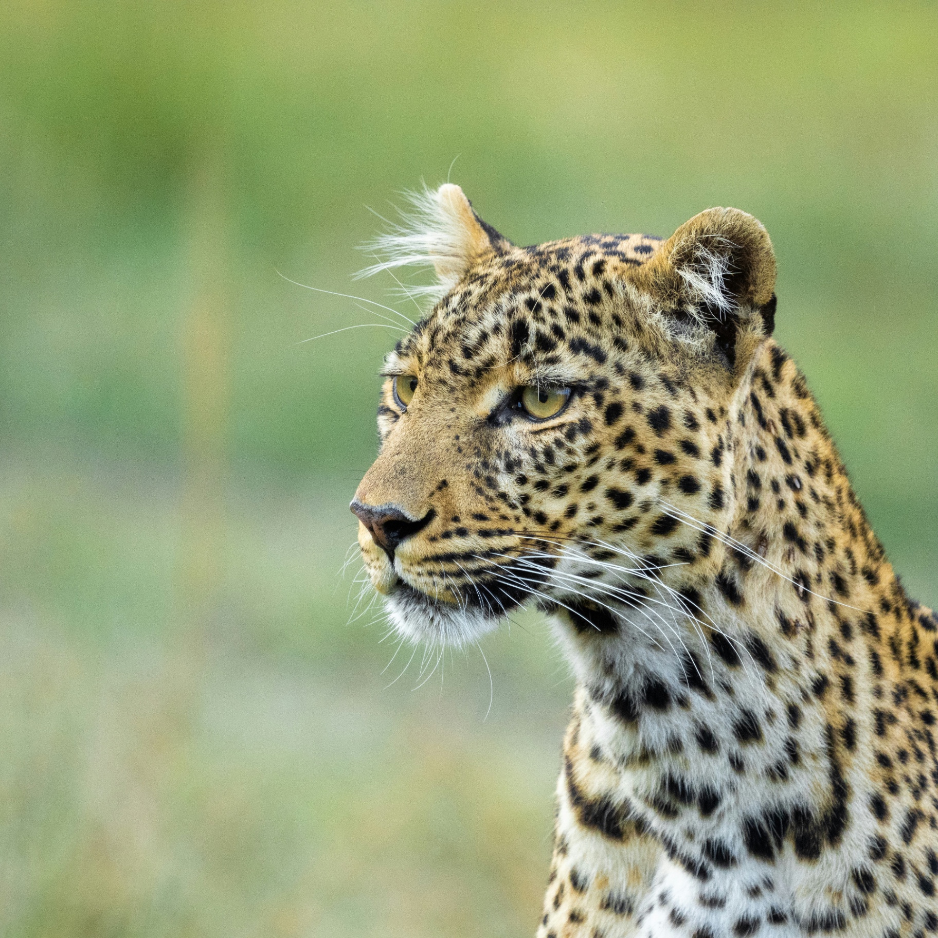 Amur Leopard