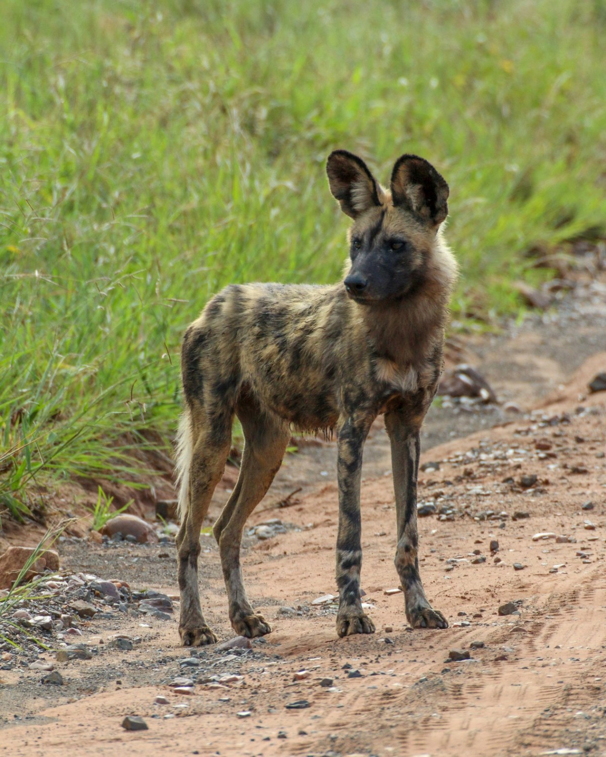 African Wild Dog