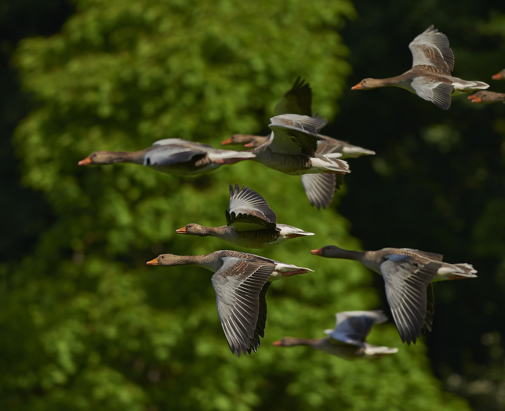 Join the Great Bird Count: A Global Celebration of Nature