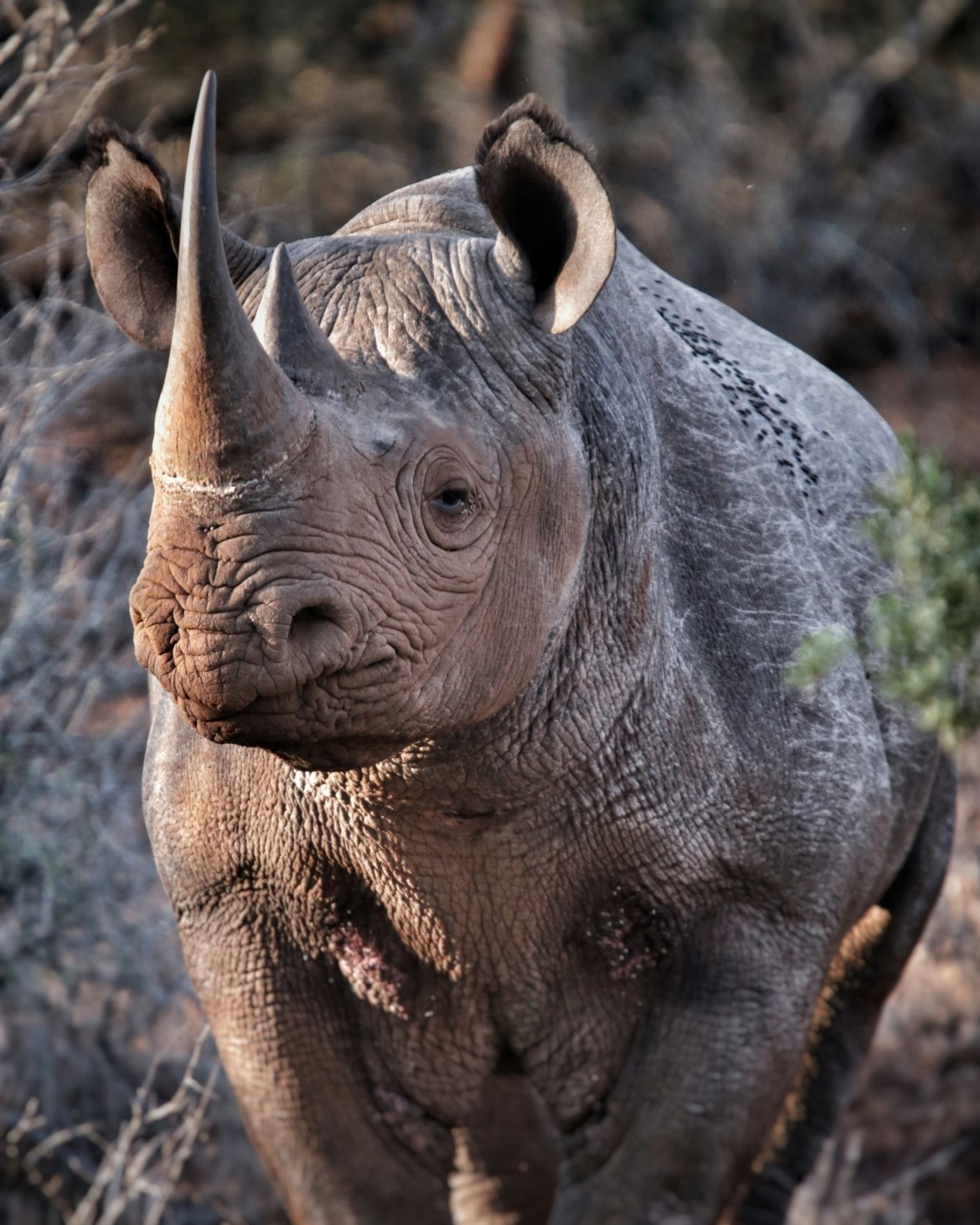 Black Rhinoceros