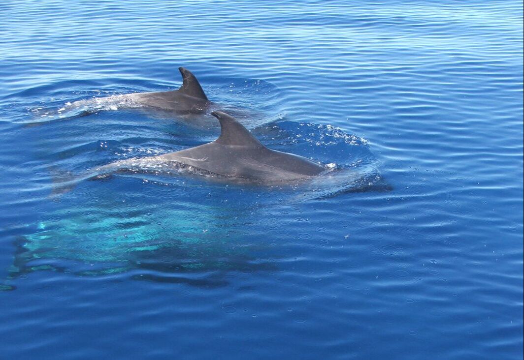Bottlenose dolphins surfacing