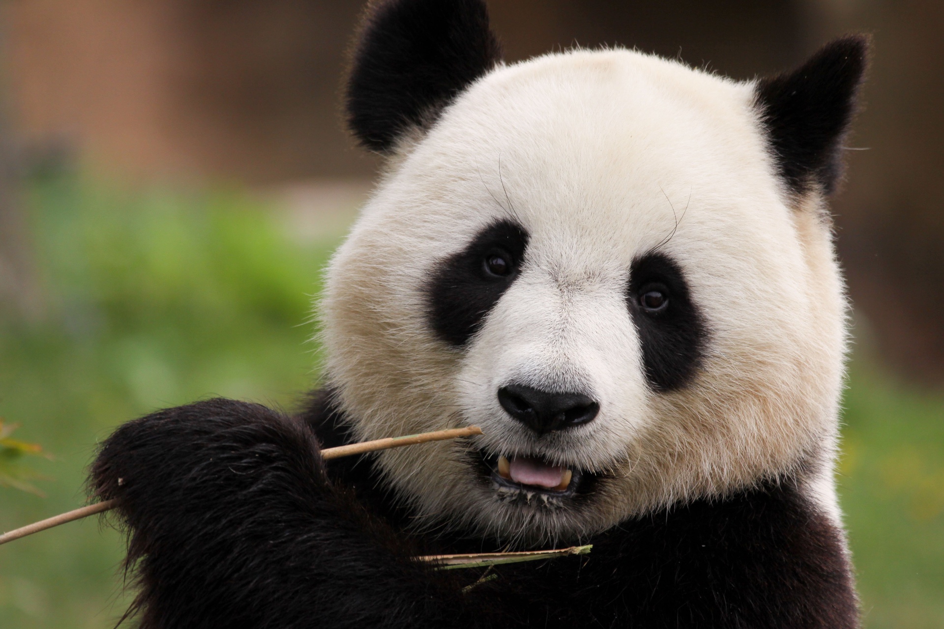 Panda Bears
