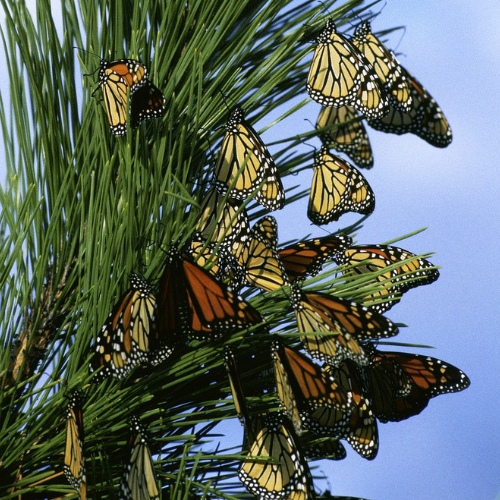 Monarch Butterfly Migration — An Endangered Phenomenon