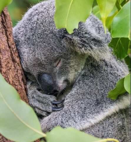 Why Do Animals Sleep So Differently?
