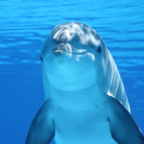 The Dolphin Hunt in Taiji, Japan — Add Your Name
