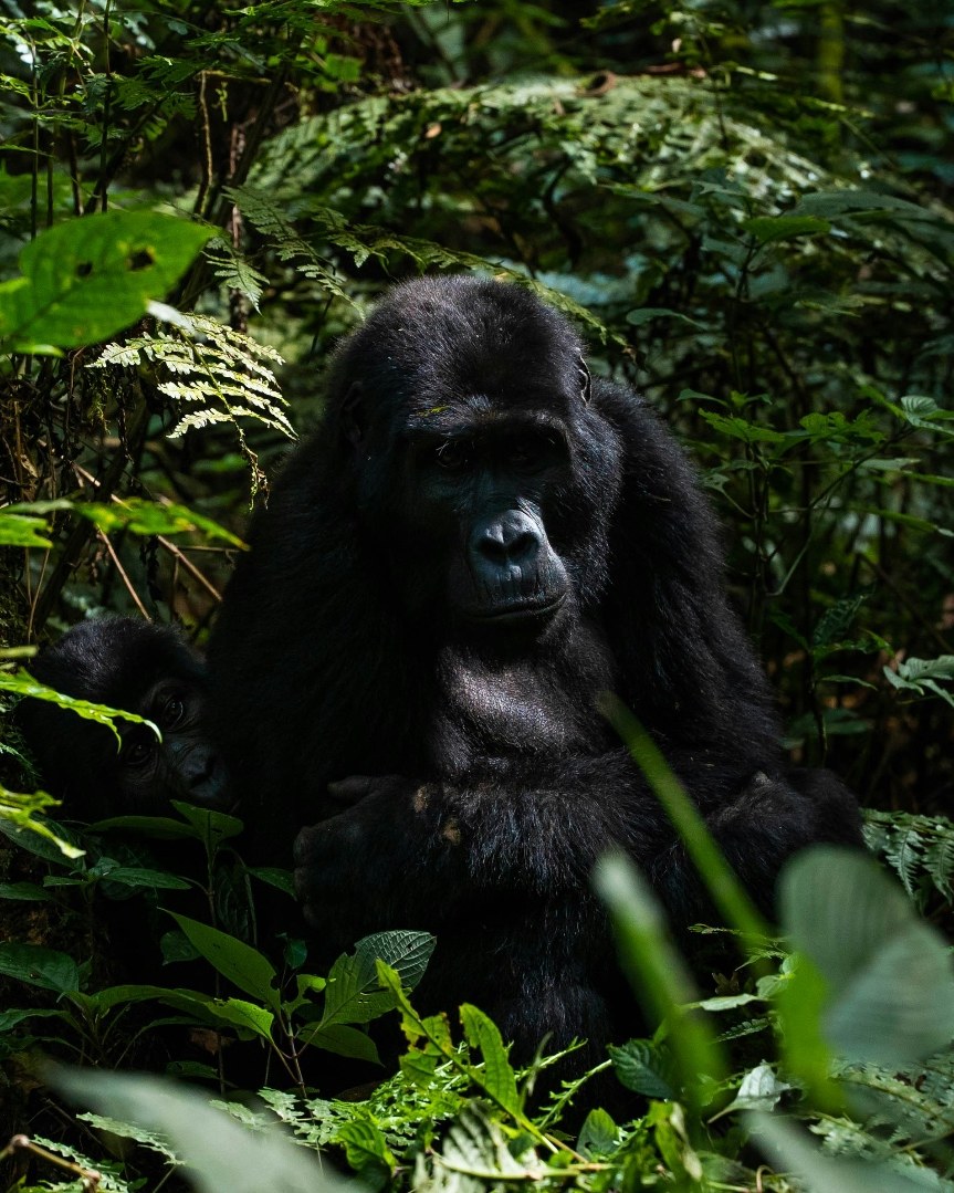 Mountain Gorilla