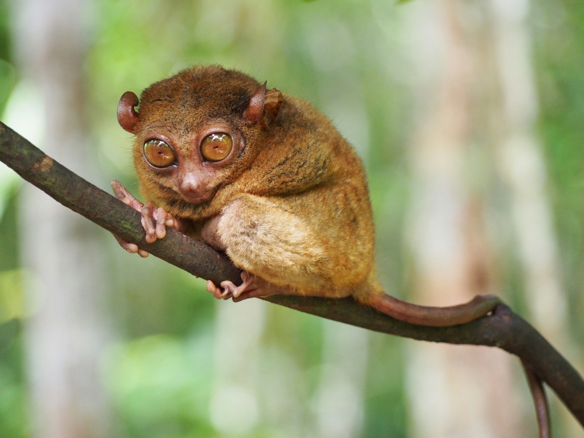 Aye-Aye (Daubentonia madagascariensis) — EN · Endangered on the IUCN Red List