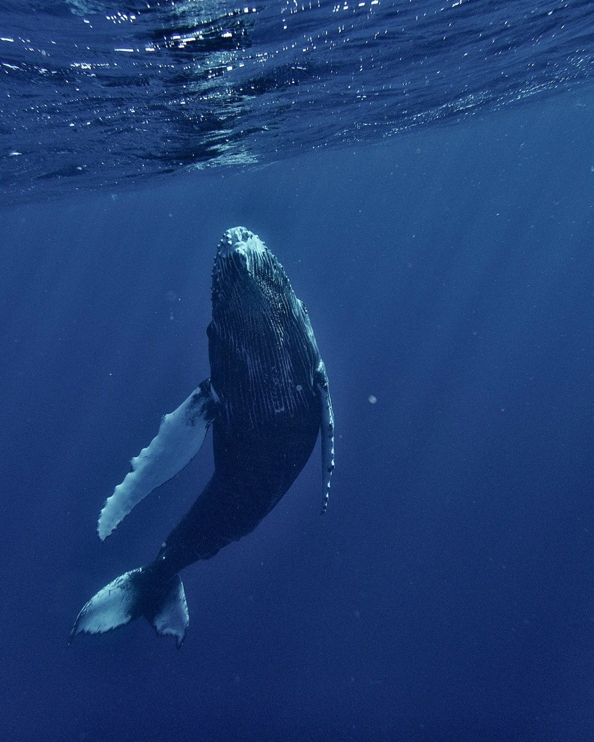 Blue Whale