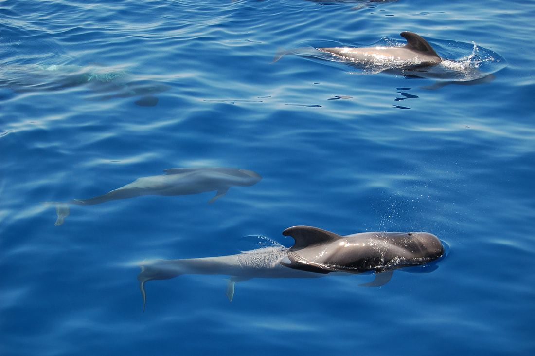 Pilot whales gliding just under the surface