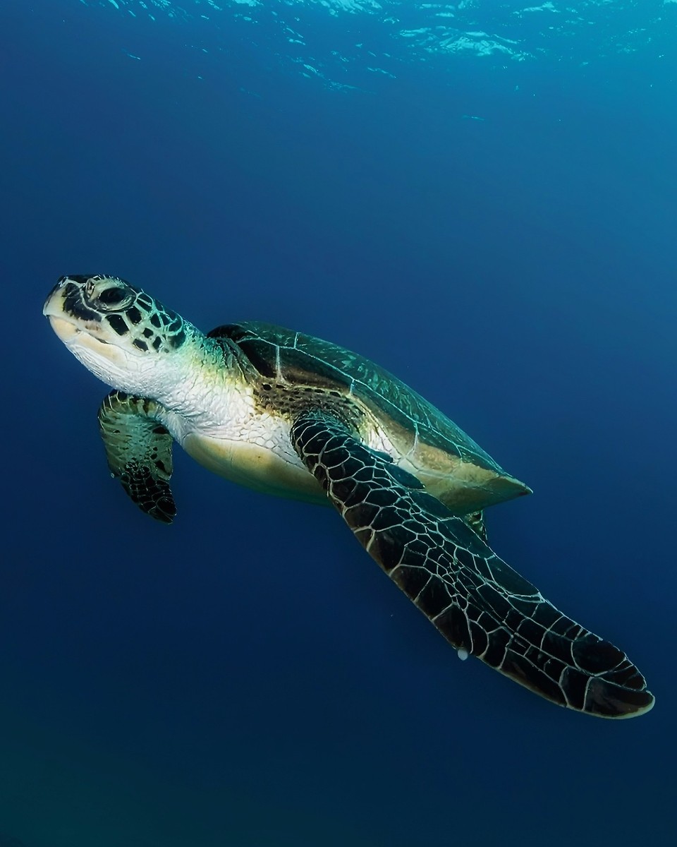 Hawksbill Sea Turtle (Eretmochelys imbricata) — CR · Critically Endangered on the IUCN Red List