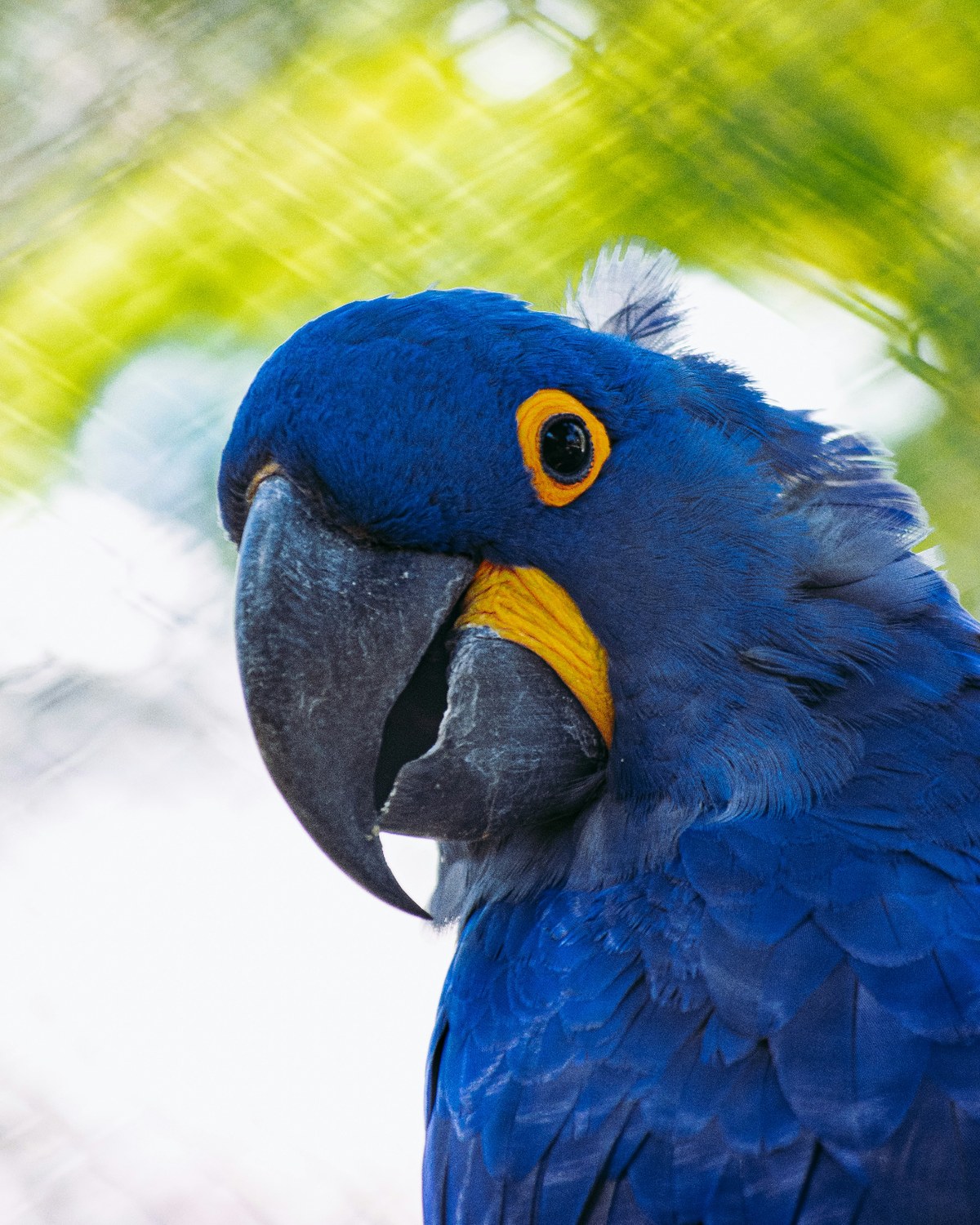 Hyacinth Macaw