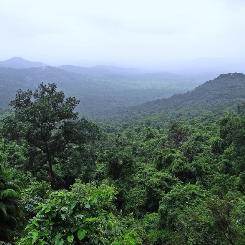 Disappearing Forests