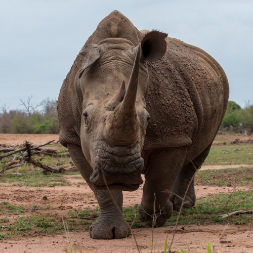 Learn More About Poaching