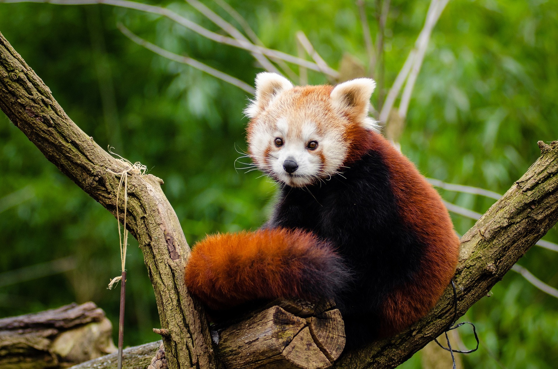 Red Panda