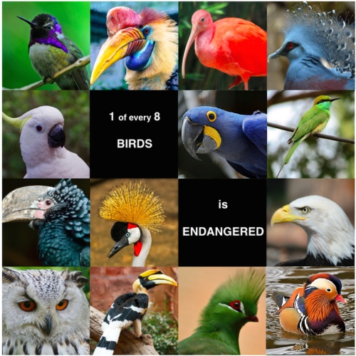 Did You Know That 1 of Every 8 Birds Is Endangered?