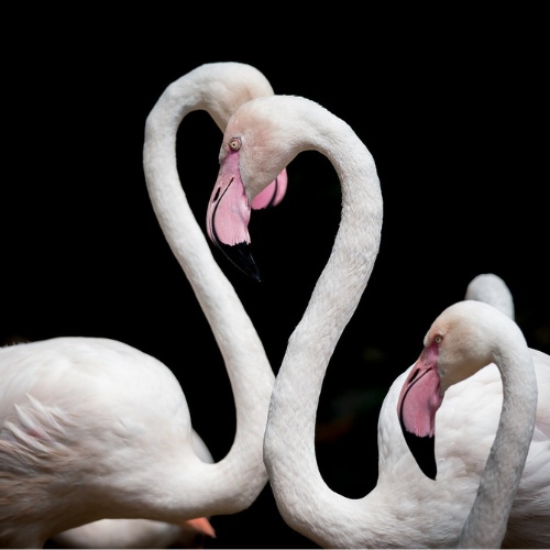 Wild Species Love