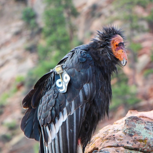 An Inspiring Conservation Effort: Saving Critically Endangered California Condors