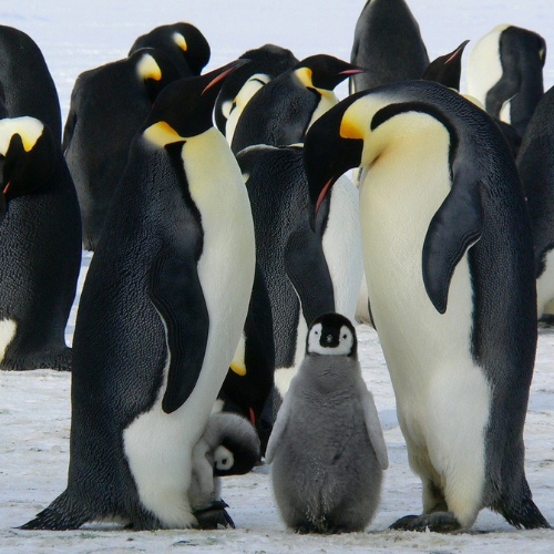 Penguins in Peril