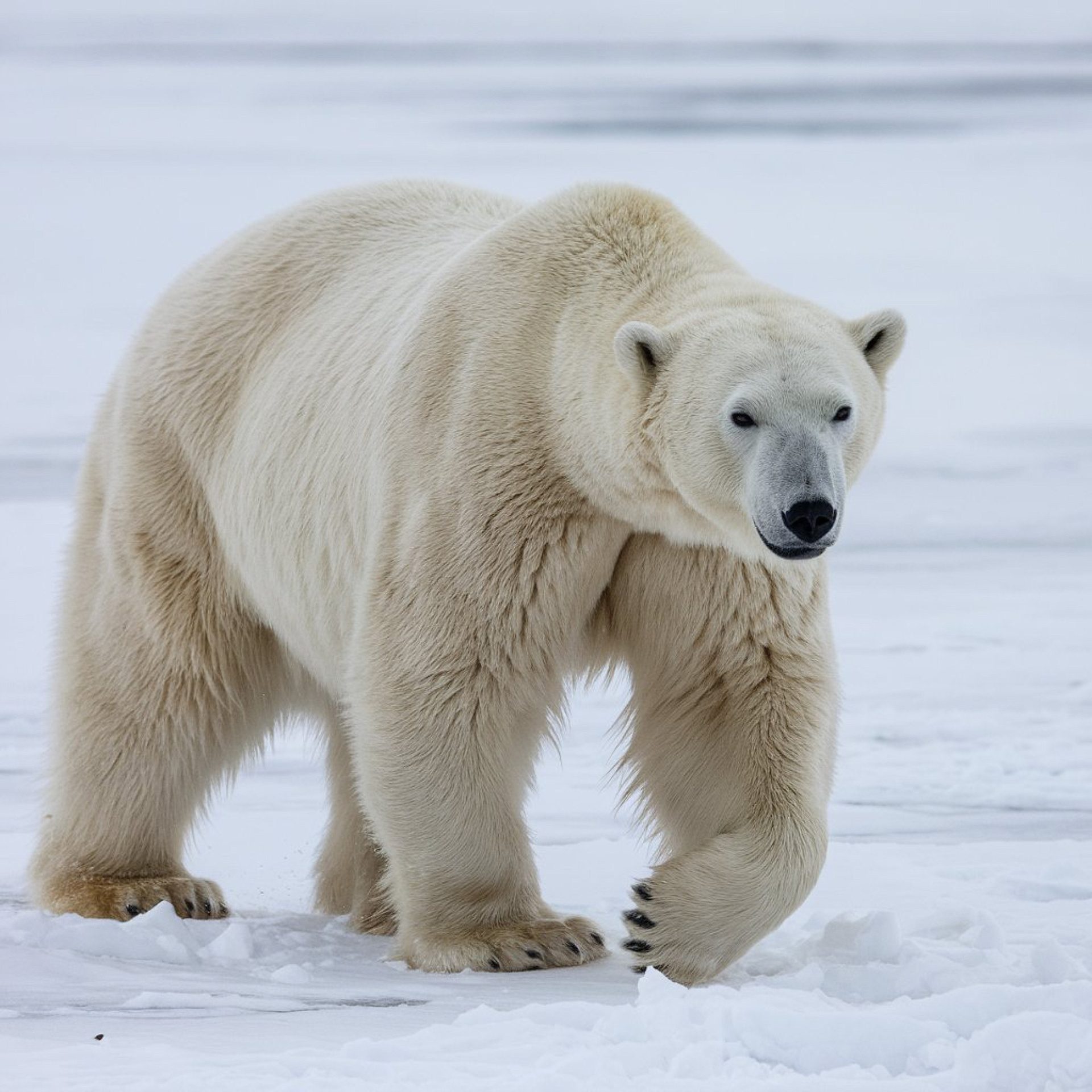 Polar Bear
