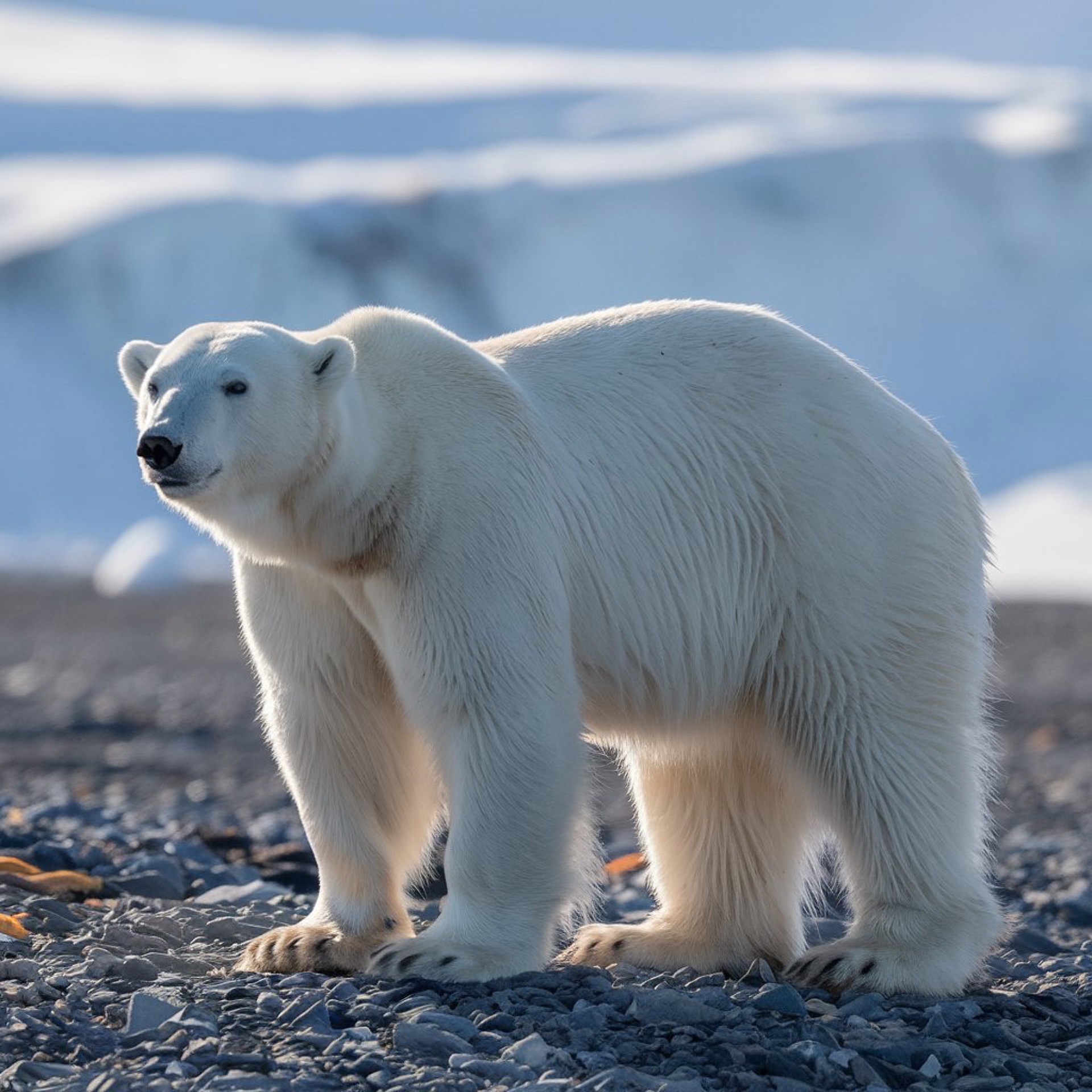 Polar Bear