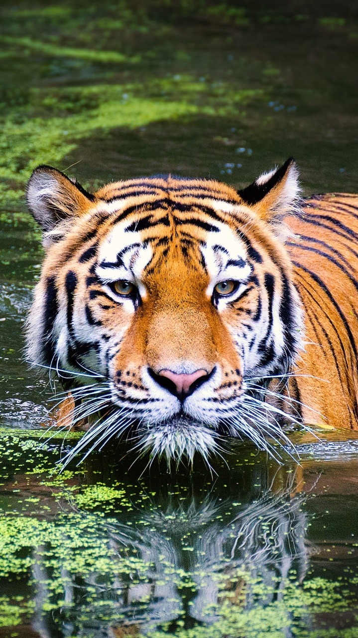 Bengal Tiger (Panthera tigris tigris) — EN · Endangered on the IUCN Red List